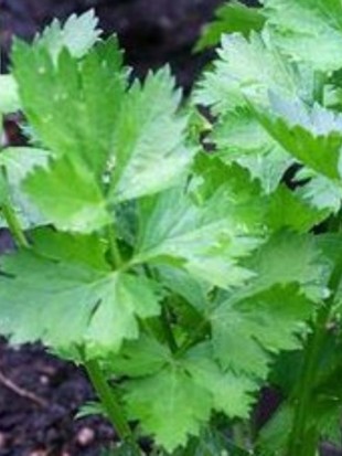 Celery Gewone Snij (leaves)