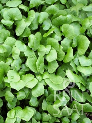 Miner's lettuce