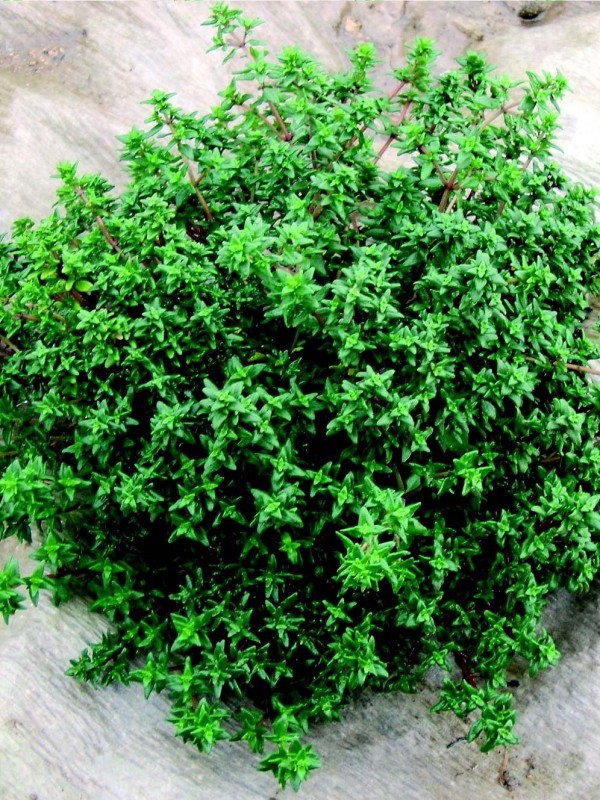 Thyme