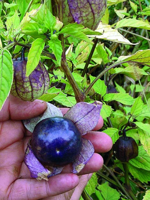 Purple tomatillo