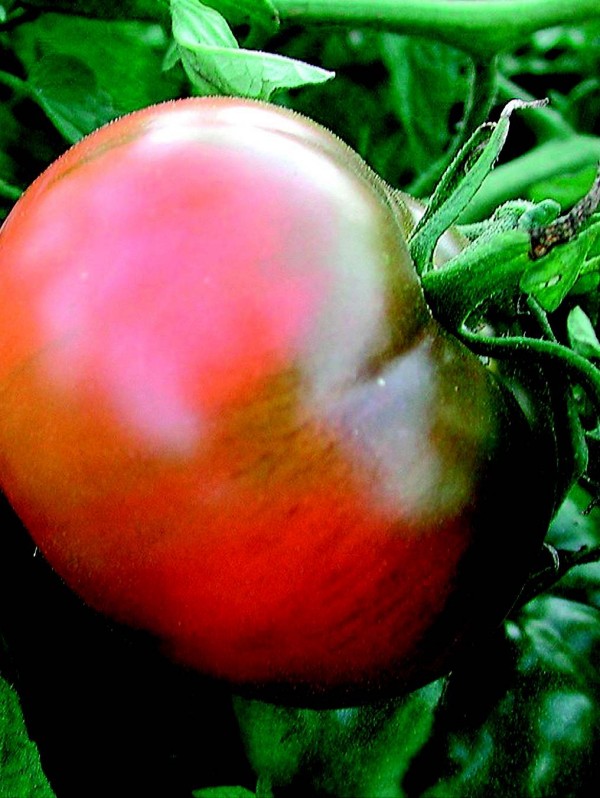 Tomato Tschernij Prinz