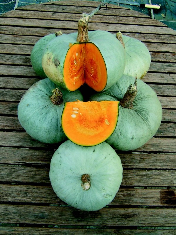 Blue of Hungaria squash