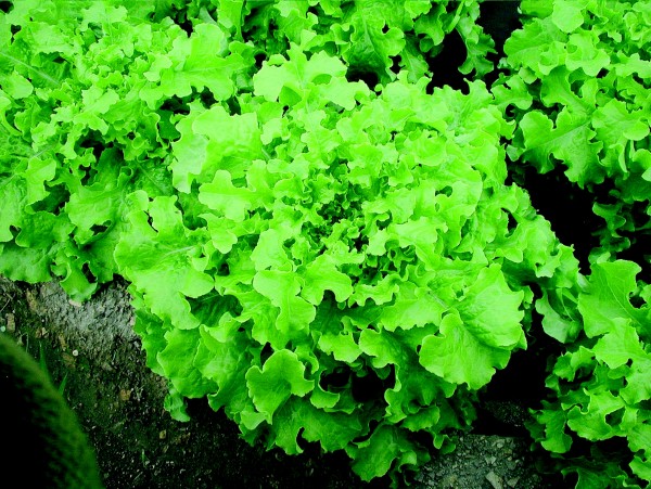 EKO SEME SOLATA SALAD BOWL