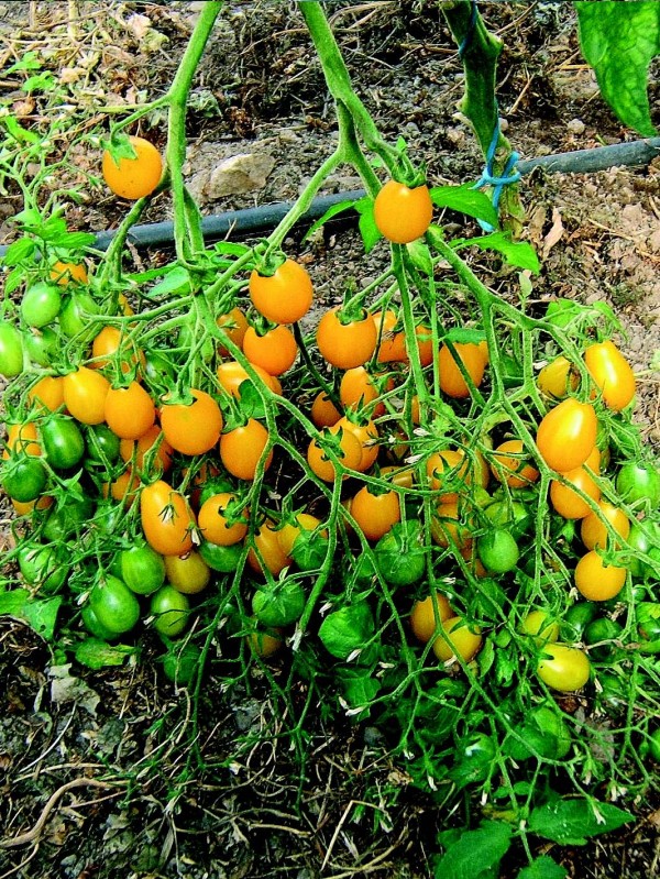 Tomato Yellow submarine