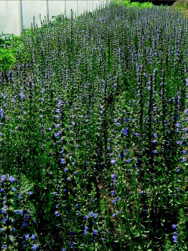 Hyssop