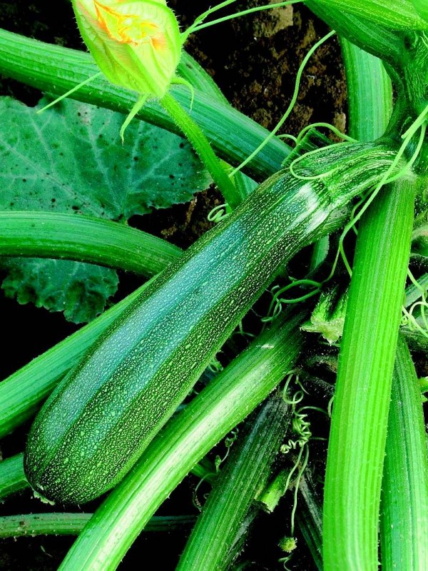 Zucchini Zuboda