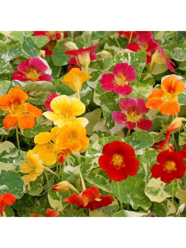 Nasturtium Alaska mix