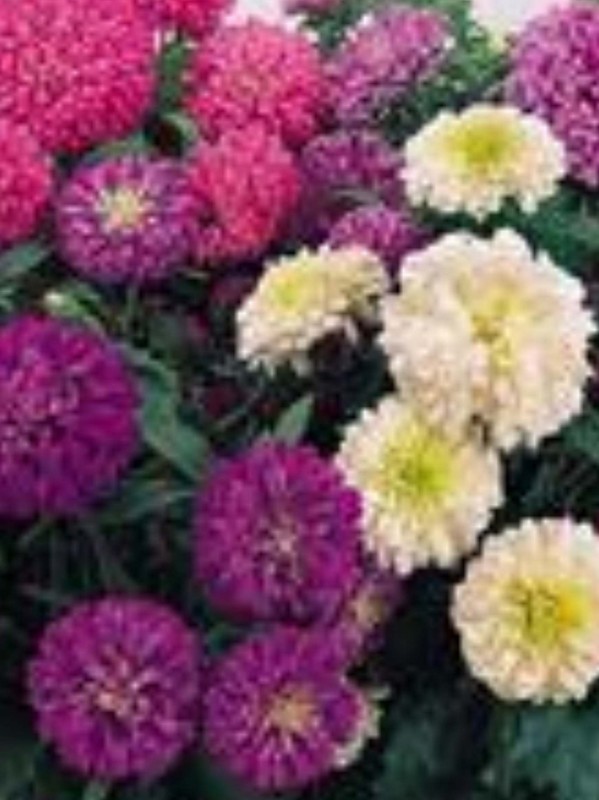 China aster mix