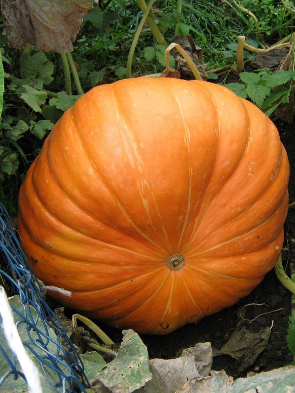 Atlantic giant squash