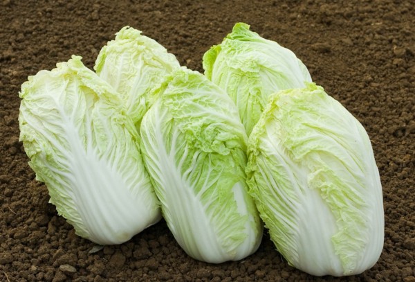 Chinese cabbage Atsuko