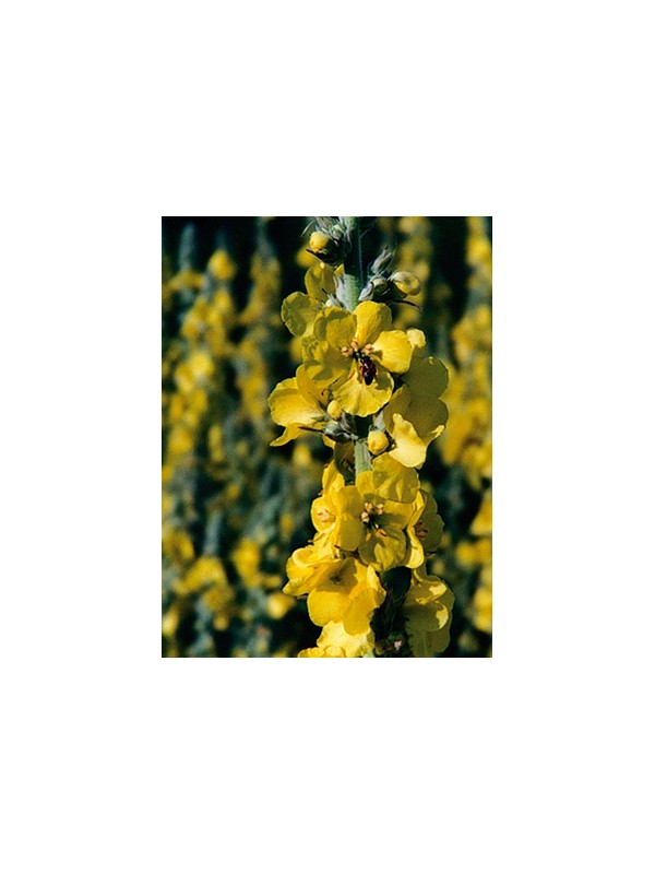 Dense-flowered Mullein