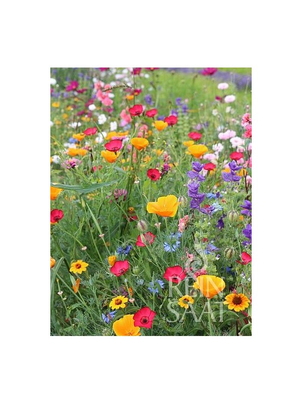 Annual Summer Flower Mixture