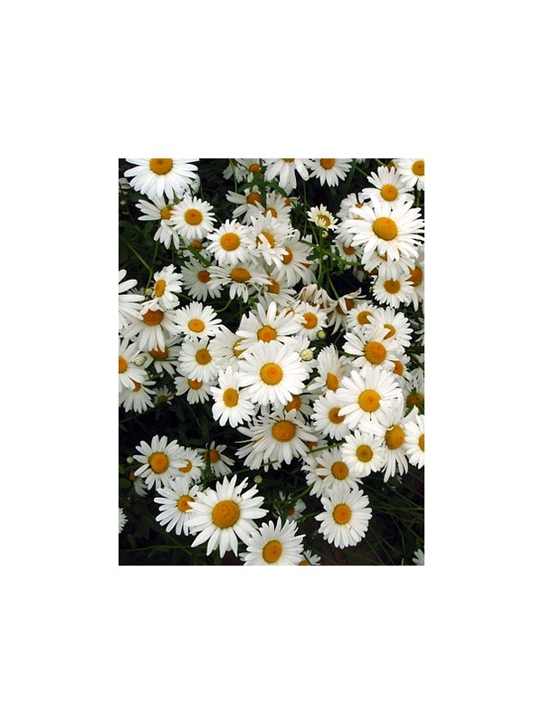 Ox eye daisy Chrysanthemum leucanthemum