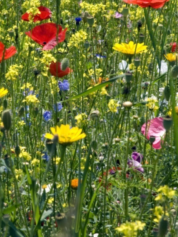 Butterfly Meadow Mixture