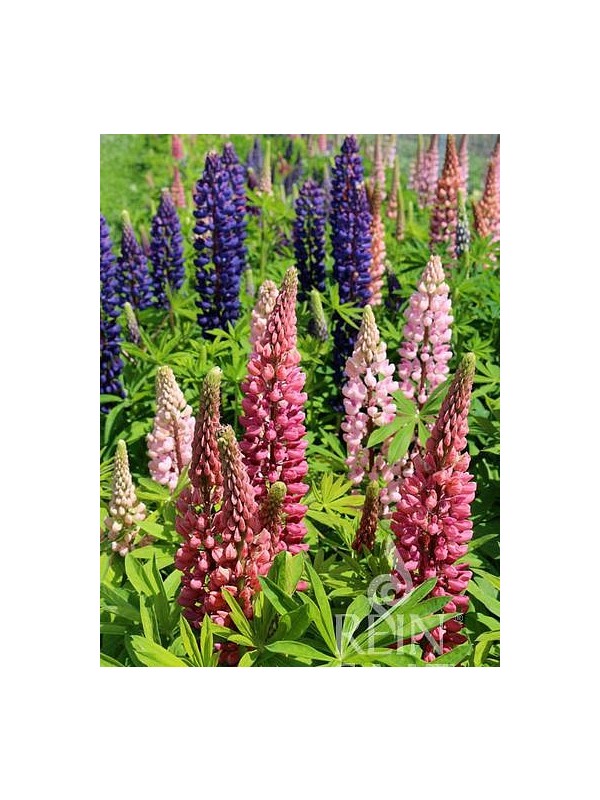 Bunte Lupine