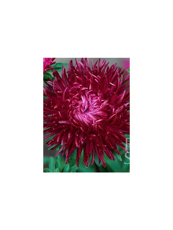 Krallen aster crimson