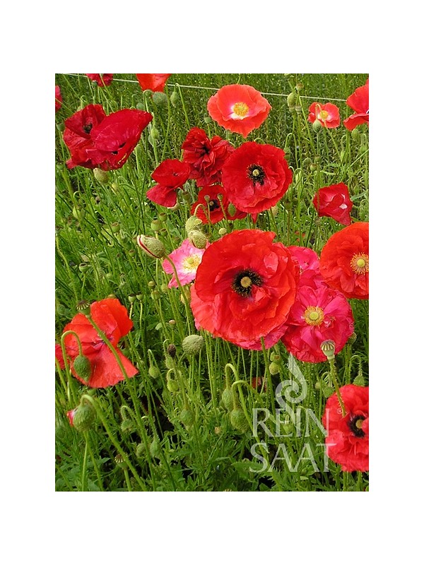 Corn Poppy