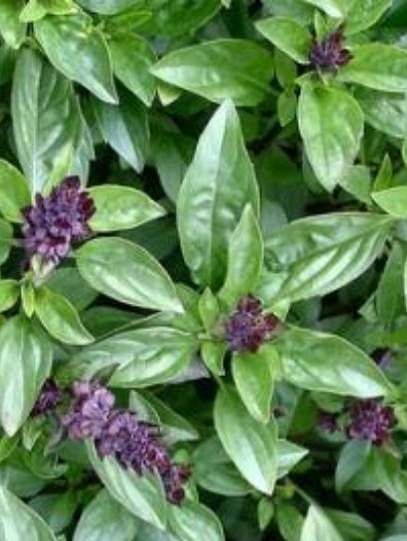 Thai basil