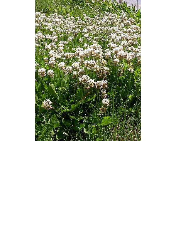 White clover (Trifolium repens)