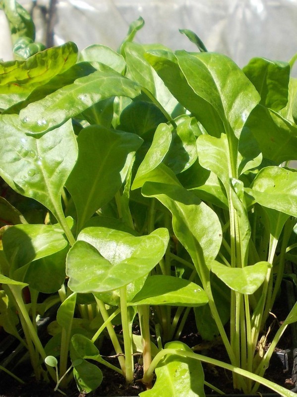 EKO SEME BLITVA LISCIA VERDE DA TAGLIA