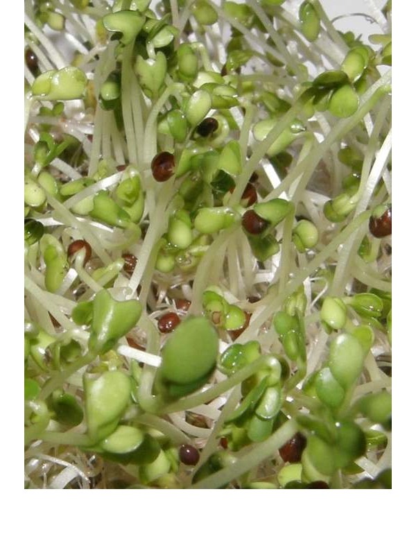 Organic broccoli seeds for sprouting