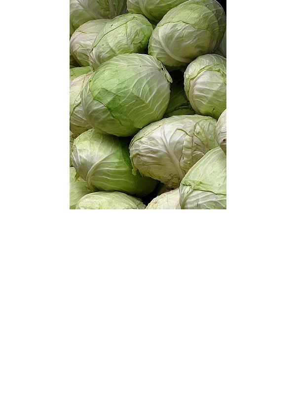 Cabbage Brunswijker