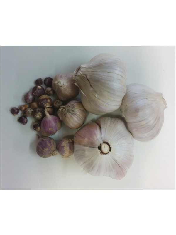 Garlic Anka (hardneck)