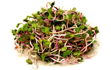 Organic radish China rose seeds for sprouting