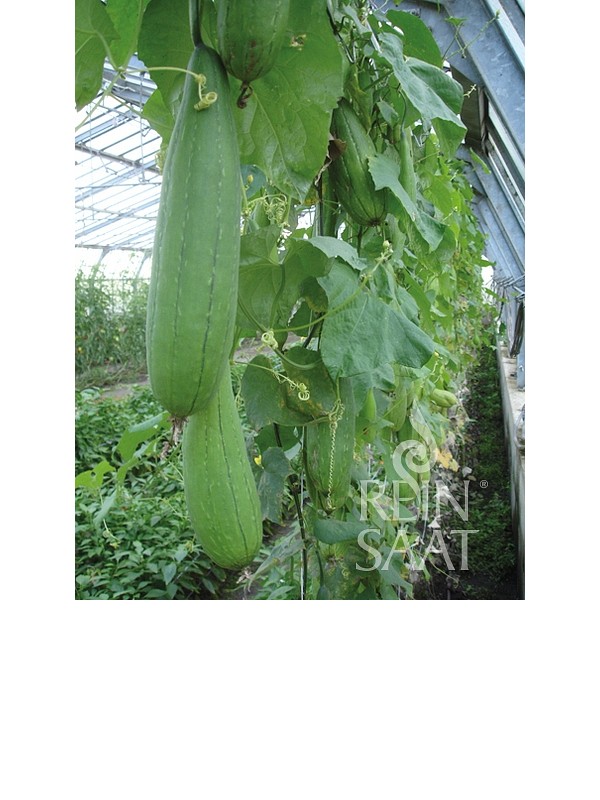 Luffa