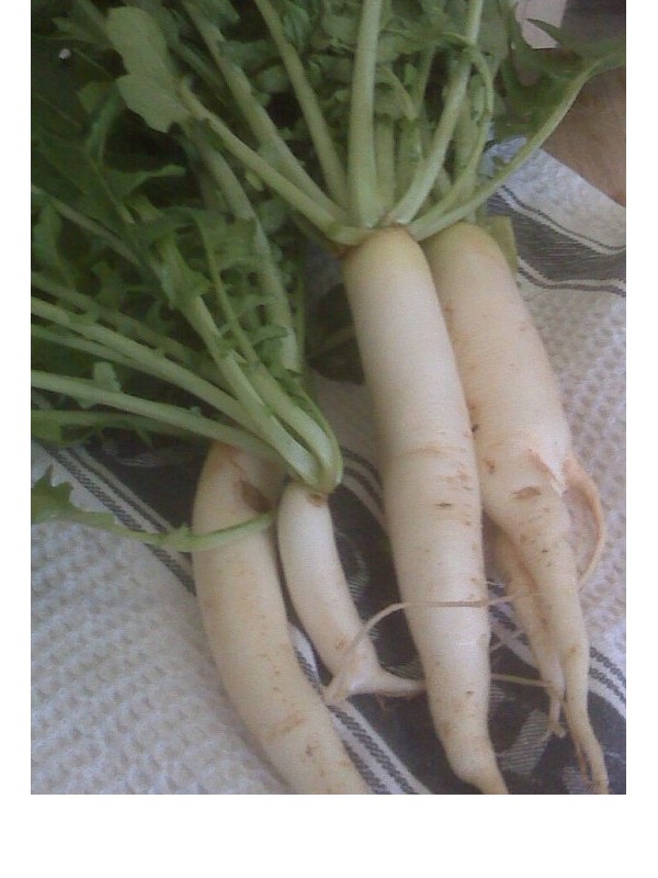 Radish Daikon