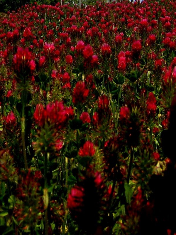 Crimson Clover (Trifolium Incarnatum)