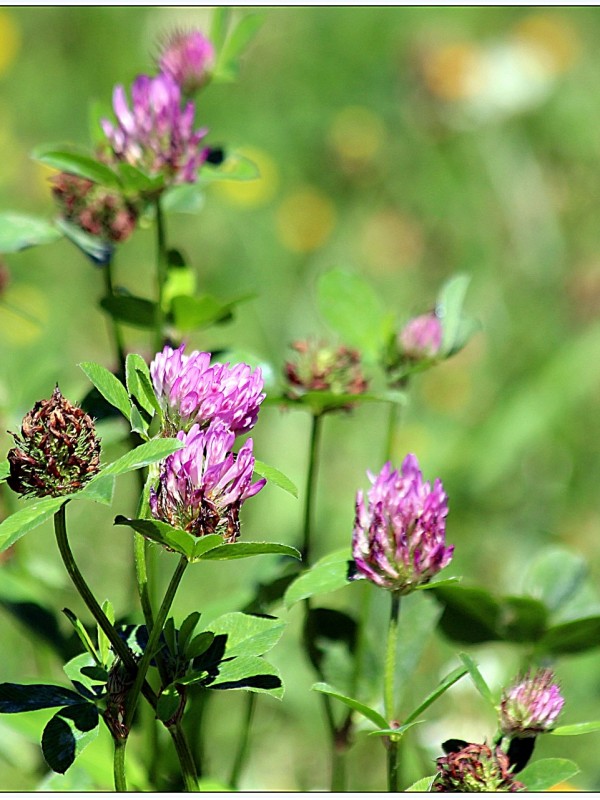 Alfalfa (Medicago sativa)