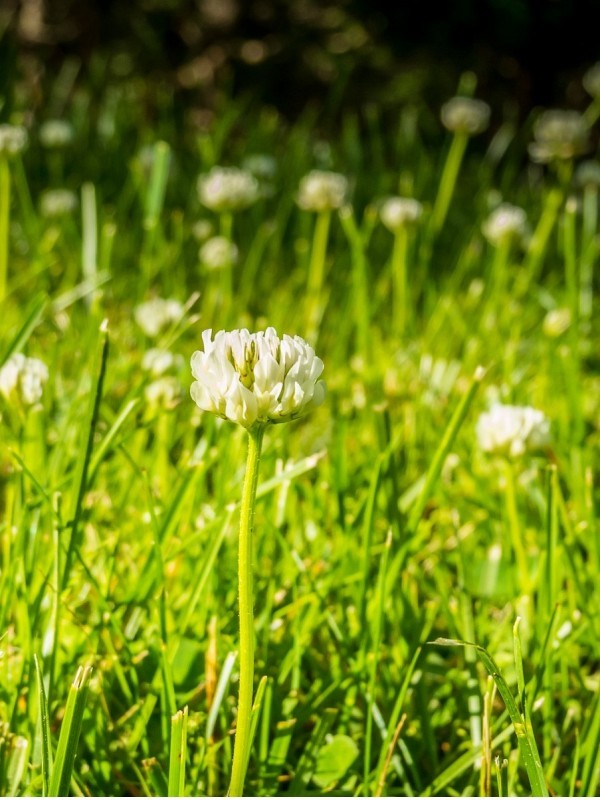 Clover Grass Mix