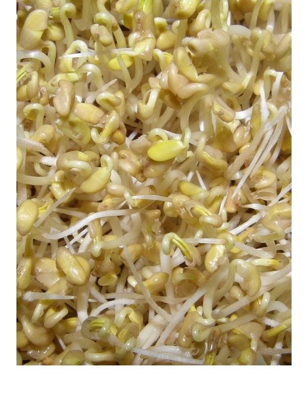 Organic fenugreek seeds for sprouting