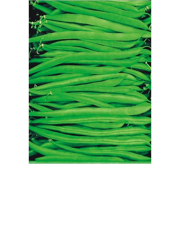 French bean Marona