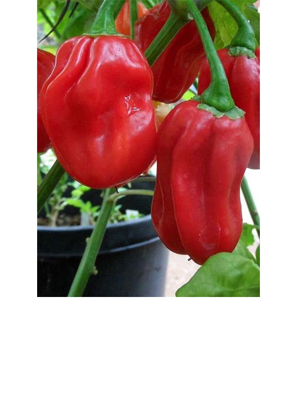 Chilli red habanero