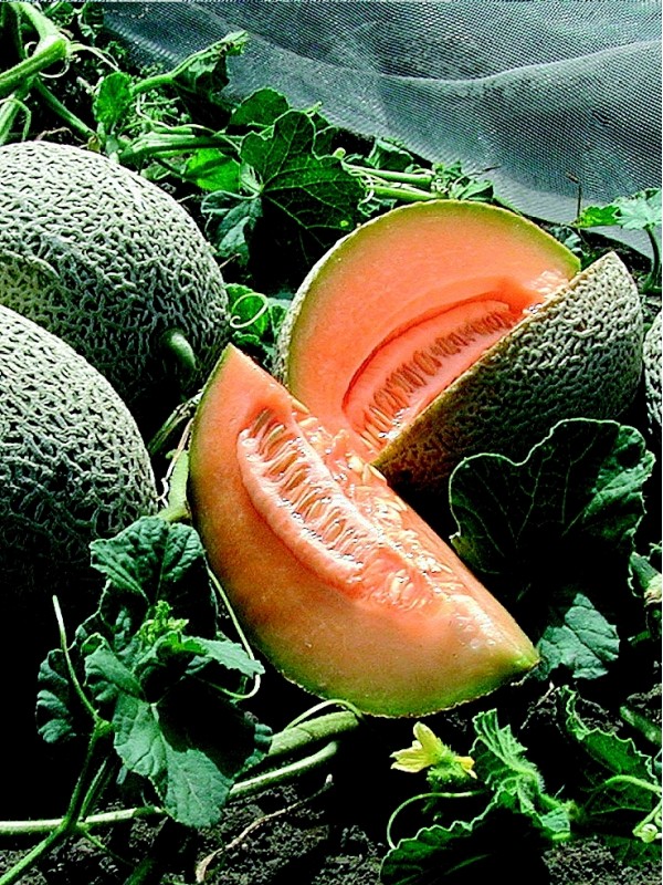 Honeydew melon Best Jumbo