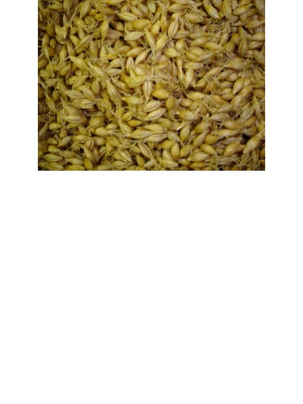 Organic barleygrass seeds