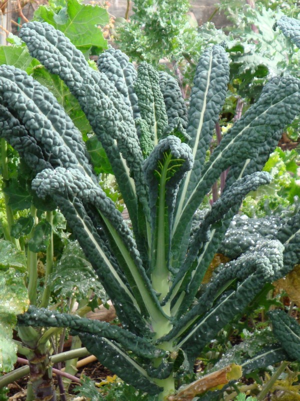 Kale Nero di Toscana