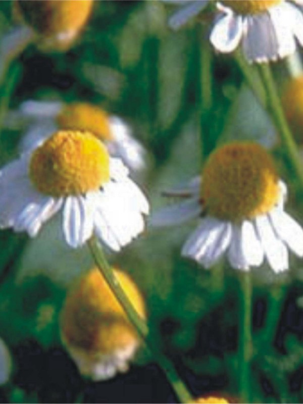 German Camomile