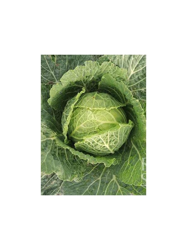 Savoy cabbage Langendijker Dauerwirsing