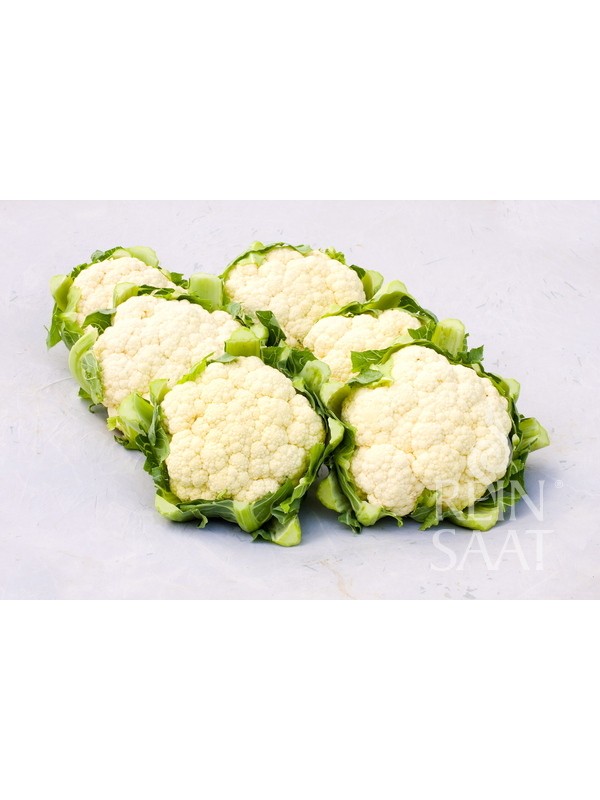 Cauliflower Tabiro