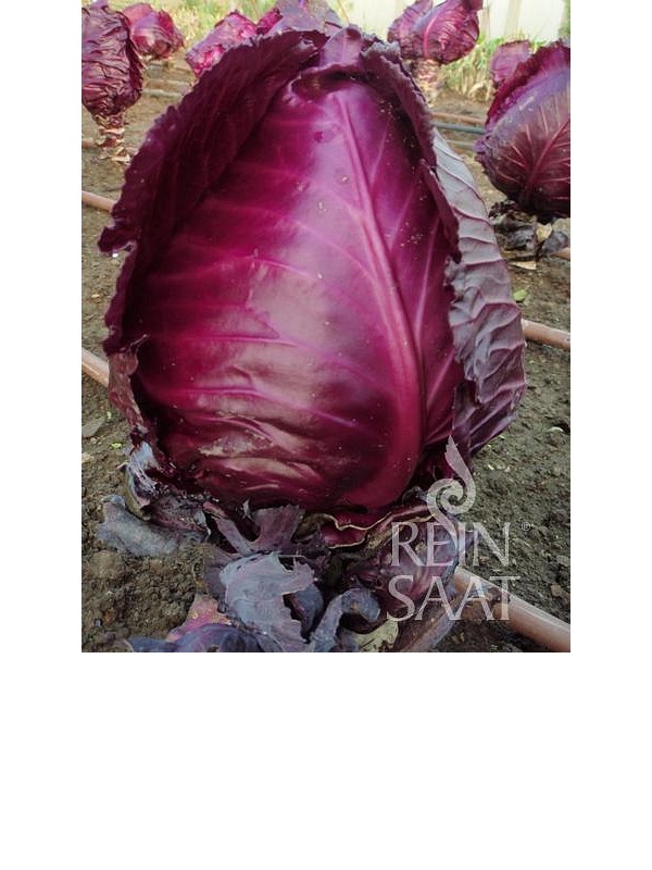 Red cabbage Kalibos