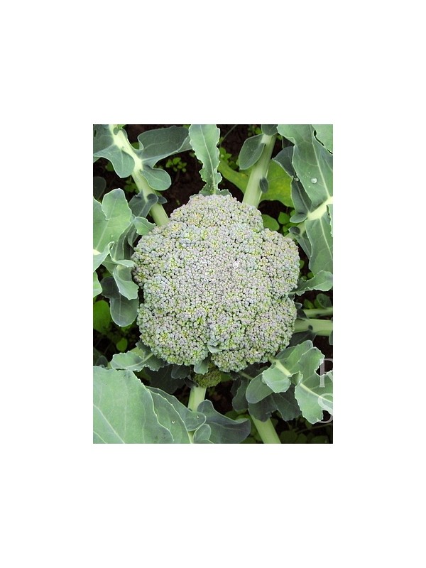 Broccoli Ramoso calabrese