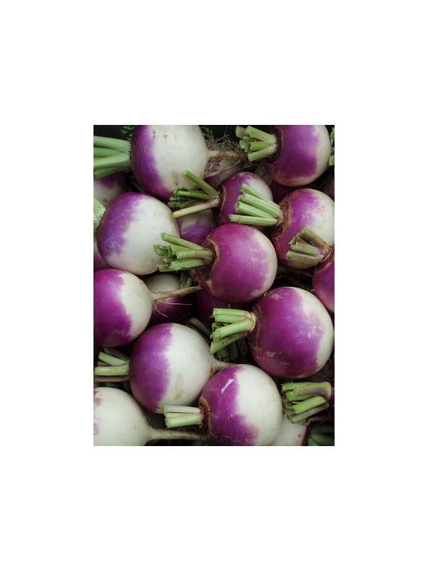 EKO SEME REPA BLANC GLOBE Á COLLET VIOLET