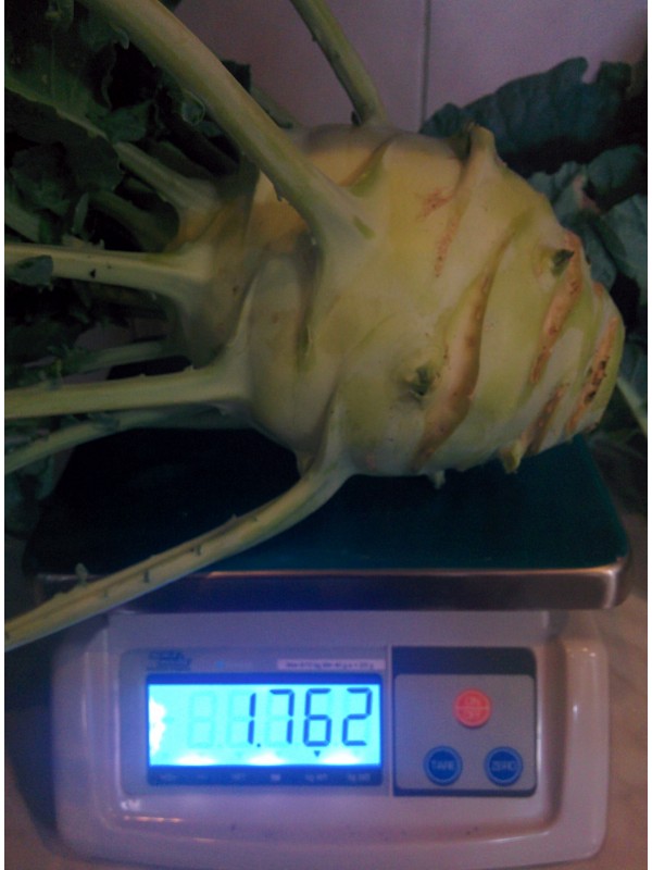 Kohlrabi Superschmelz - gigantic