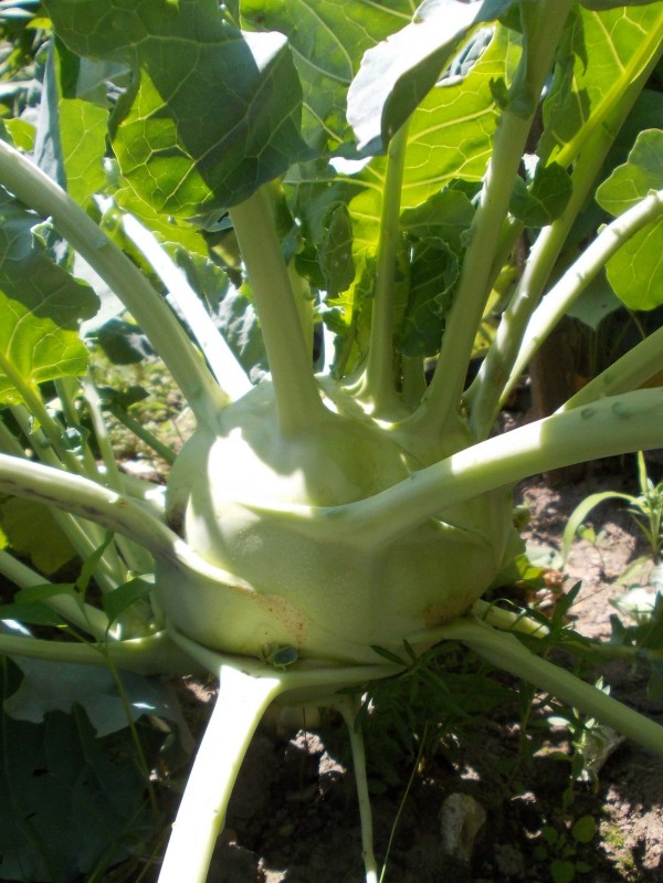 Kohlrabi Superschmelz - gigantic