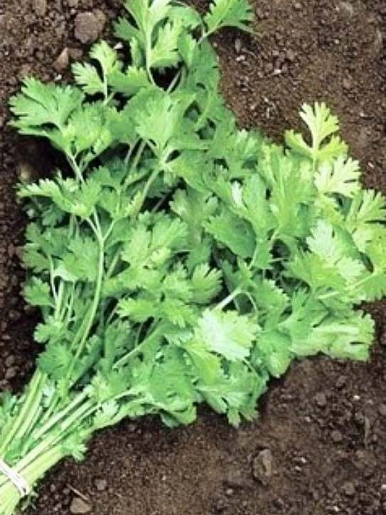 Coriander