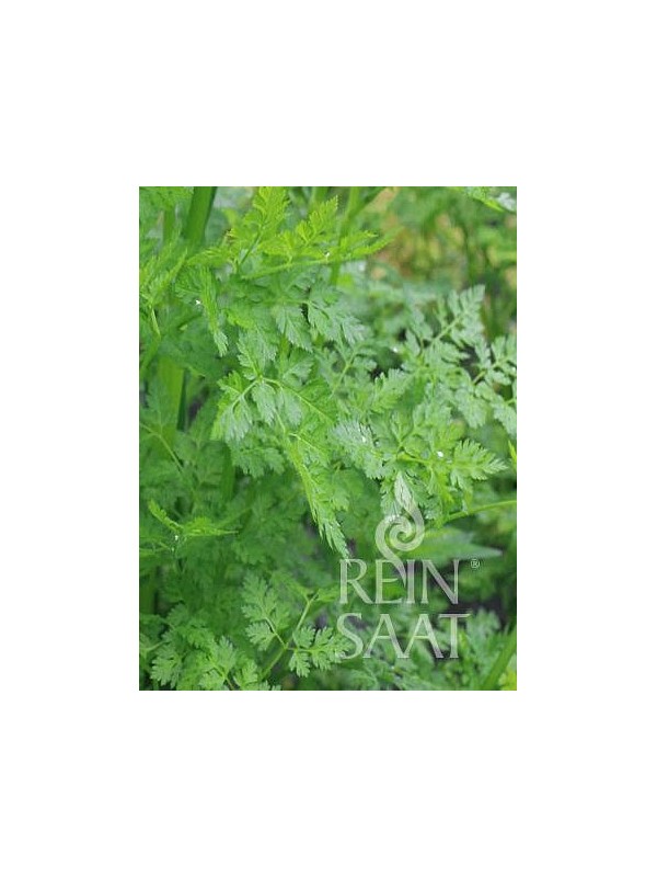 Chervil