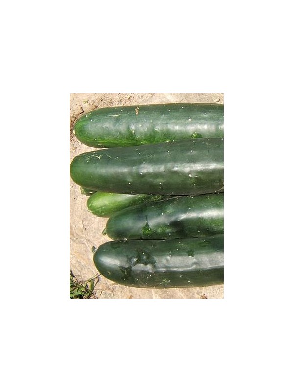 Cucumbers Marketmore
